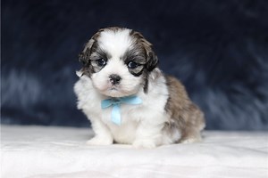 Ulysses - Shichon Puppy ED4E82