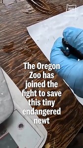 77K views · 1.6K reactions | A tiny endangered newt found only in...