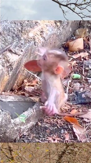 A Heartwarming Monkey Family Moment with STEELY and MILINA 💛🐒 #Shorts