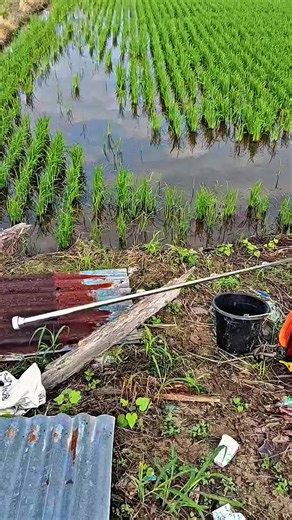 Herbisida BM CAPO untuk Gulma Daun Lebar Pico 2 Tuntas