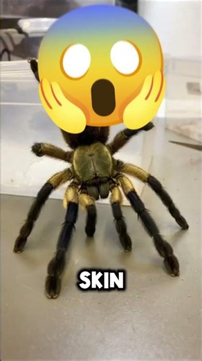 LOOK! THIS IS ONE OF NATURE'S RAREST AND MOST INCREDIBLE PROCESSES! 😲🕷 #usa #shortsusa #usashorts