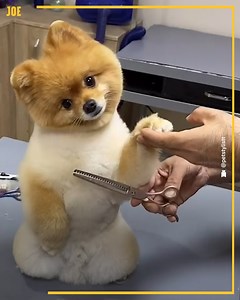 This dog was loving the experience 😂 | JOE.co.uk