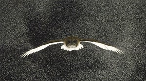 El majestuoso vuelo de un búho a través de miles de burbujas esconde el secreto para diseñar mejores aviones