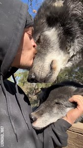 Incredible human and wolves friendship Partner: liondad_1987 TT: https://www.tiktok.com/@liondad_1987 | Bored Panda Art