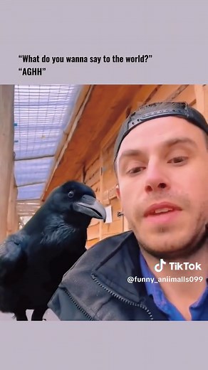 #funnyvideos #animals #birds #hilarious #petvideos | hawk gets caught