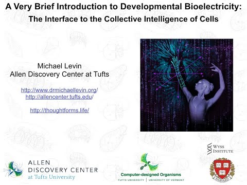 Why bioelectricity in morphogenesis matters: an introduction in 3 slides by Michael Levin