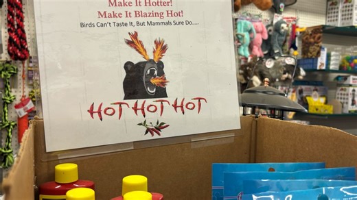 Connecticut officials caution bird feeder use with bear sightings rising during warmer weather