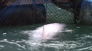 New short film added to our Study Guides page: bit.ly/DolphinStudyGuides 📚🐬 Find A “Tale of Two Risso’s” along with an accompanying teacher guide and student assignment under Video Presentations. Thank you Cynthia Fernandez for contributing this film! If you're an educator or parent, feel free to utilize any of our free dolphin study guides and educational resources. We believe that education is the key first step to increasing awareness, and we hope that you will help us spread the word in yo