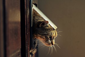 Apprendre aux chats à utiliser une chatière : tout ce qu’il faut savoir | Cat’s Best