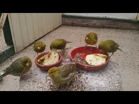 Kanaries in de volière