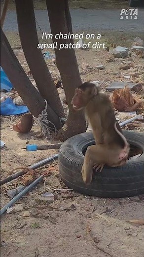 Monkeys in CHAINS: Forced Labor for Thailand's Coconuts