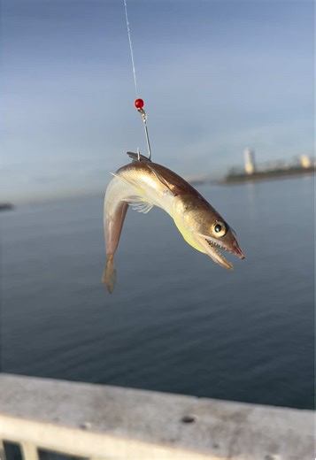 Tried to catch something big today … 🦈 😂 Didn’t catch shit … Got the reel to run one time but that was bout it … Good time tho 🎣