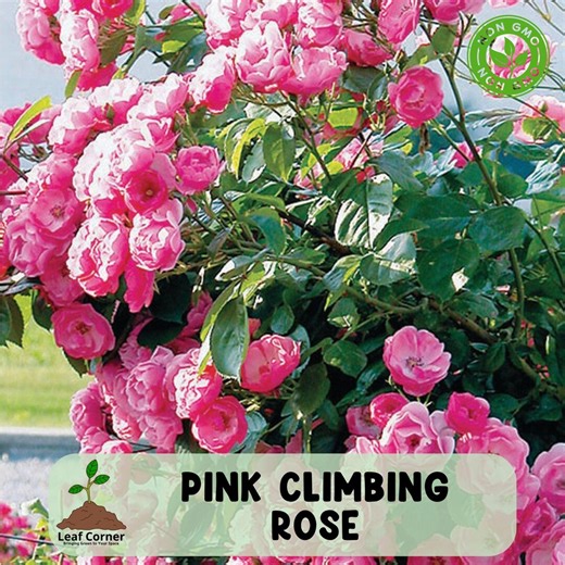 20 Pink Climbing Rose Seeds: Heirloom Non GMO Garden Flowers - Etsy