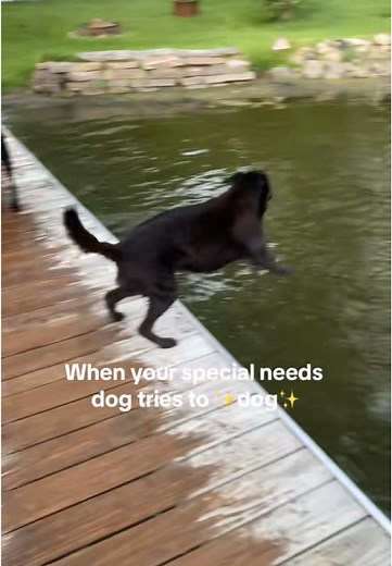 So close to cottage season! #dogs#rescue#fyp