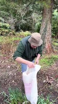 How to prune Hydrangea “Pinky Winky” ‪@pergolanurseries_garden_corner‬