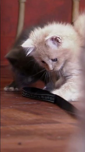 The Cats Take The Dog On A Walk?! | Too Cute! | Animal Planet