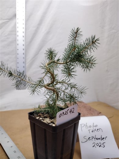EXACT Norway Spruce Pre Bonsai Tree Pictured- Norway Spruce Tree in a Pot Tag #092542 Picea Abies. Live. - Etsy