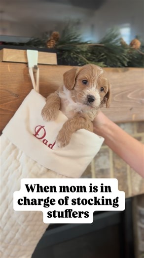 Doodle Puppy Crew - Cavapoochons on Instagram: "When mom is in charge of the Christmas list! 😉 doodlepuppycrew.com #cavapoochon #foreverpuppy #christmas"