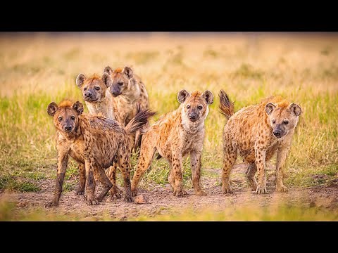The Wild And Dangerous Animals Of Botswana | Real WIld