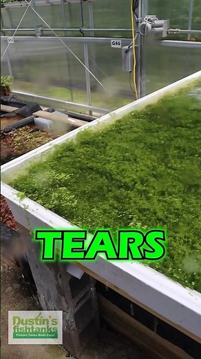 DO MORE OF WHAT’S WORKING - Pearl Weed & Baby Tears - PART 2