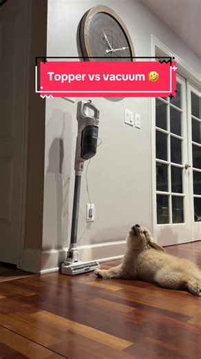 Topper vs. the Vacuum, round ✌🏼🤣🤣🤣 He’s only tough like this when the vacuum is off 🤪 #goldenretriever #puppy #goldenretrieverpuppy #dogvsvacuum #goldenretreiverpuppies