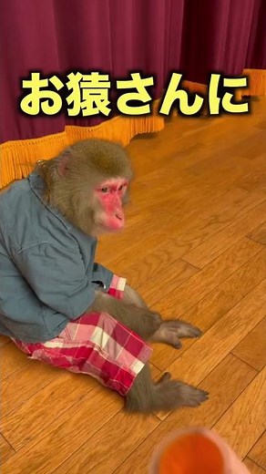 [Senbikiya and 100 yen store jelly] The difference in monkeys' reactions when they received it lo...