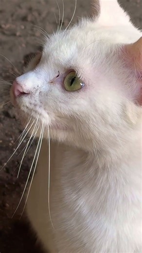 White beauty 🥰 🐈 #shorts #cat
