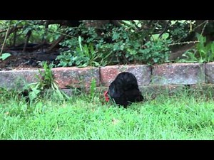 Bantam Cochin Rooster Crowing