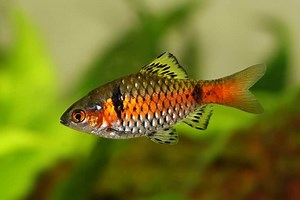 Odessa Barb: Care, Size, Tank Mates, Aggression & Lifespan - Fish Laboratory