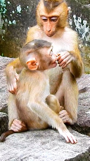 3K views · 138 reactions | Best Moments! These little monkeys are so good, they play and take care of each other like the real brother sister | Monkey Magic | Facebook