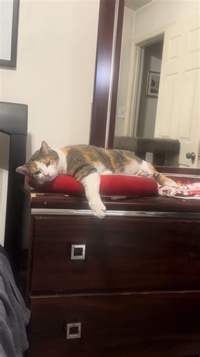 What does my cat think of me filming her while she sleeps?