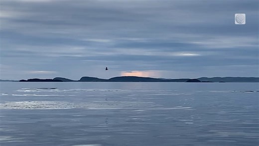 A surpise during a fishing expedition Near Birchy Bay, Newfoundland