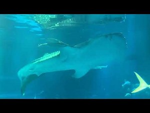 Osaka Aquarium Kaiyukan 4K FULL WALK-THROUGH (Whale Sharks & fish Galaxy)