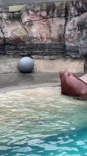 Aku is just a boy who loves his ball! Long before our adorable walrus arrived here, Aku was found stranded as a calf in Alaska & rescued by the Alaska Sea Life Center. Read our blog for more about his story. → https://bit.ly/3Itj0l7 | Indianapolis Zoo