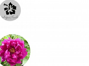 Tree Peony 15 Seeds: Rare Pink & White Blooms, Hardy Shrub