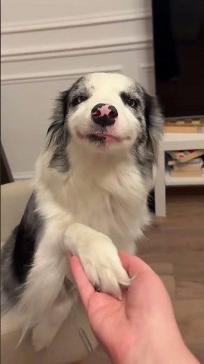 Cute Smiling Dogs Compilation 🐶