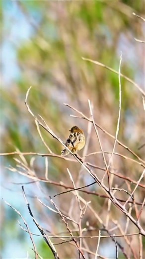 You Won’t Believe How Fast This Bird Moves! 🐥#ZittingCisticola
