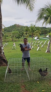 Quadro🐓 to Tabuelan Cebu🩷 TWIN Matheus GF Jake Mahilom Dheep Yu Tee Primacio Rheil John Goodluck Sa Breeding Captain💚 #erwaxgamefarm #ErwaxMindset #reelsvideoシ #reelsfypシ | Erwin Alcorcon