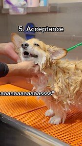 644K views · 19K reactions | It’s always a rollercoaster… #dogsofinstagram #dog #grooming #doglover #corgi | Maxine the Fluffy Corgi | Facebook