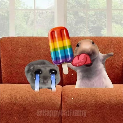 Banana Cat’s Pet Hamster Was Bullied