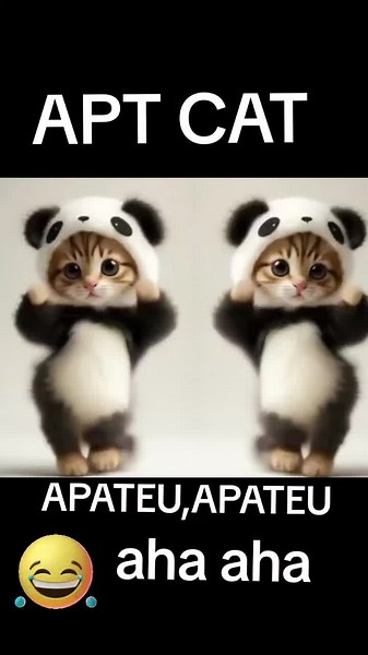 #omg #lol #catdancing #catdance #cutecat #catastic #cats #catlover