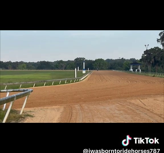 Exploring the Fascinating World of Horses