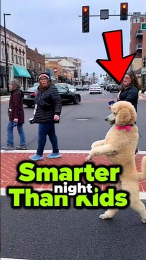Top 3 Smartest Dog Breeds in the World 🧠🐶 #smartdogs #dogfacts #DogLovers