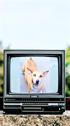 مش شرس… مش مجنون… ده بس غريزة. Instinct is not aggression. . . . . . . . #Dog#DogToks#Instinctي#وعيا#حكايةimalBehavior