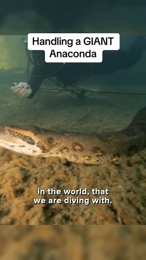 37K views · 259 reactions | Ever wondered what a nearly 20ft. Anaconda looks like? Well look no further #howcool #conservation #outdoors #animal | Animal World | Facebook
