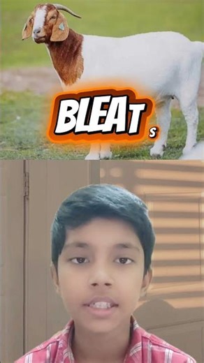 10 Animal Sound name in English