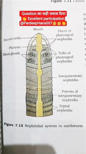 Nephridial system in earthworm 🔥 #previousyearquestions #exam #ncert #learning #biology #education