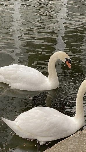 bri on Instagram: "GILBERT BLYTHE THE MAN THAT YOU ARE!!! (the angst?? the moment of realization?? this scene gets me stressing and i eat it up every timeee 🙈) - - - hi there!! my name is Bri! i’m a teen writer passionate about translating the beauty and profundity of existence into words and sharing those stories with others. i have a love for all things poetic, whether tragic or tender, and aim to infuse these themes into all my work. when I’m not writing you can find me losing myself in a go