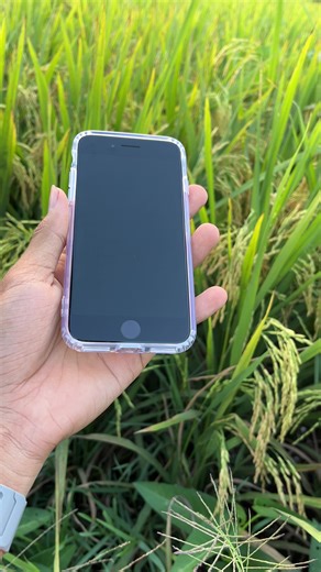 iPhone SE2: តួអង្គឈ្នះនៃការប្រើប្រាស់ដល់ថ្នាក់តូច