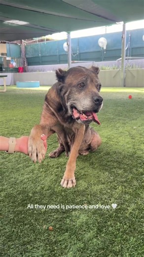With patience and love, shelter dogs discover the happiness they deserve. 💓 VC: @pasadenahumane